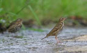 Image result for Anthus hodgsoni