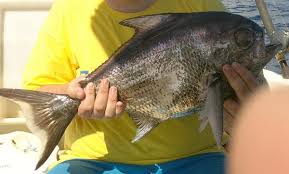 Image result for Eumegistus illustris