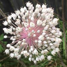 Attēlu rezultāti vaicājumam “Allium cepa flower”