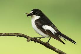 Attēlu rezultāti vaicājumam “Ficedula hypoleuca”