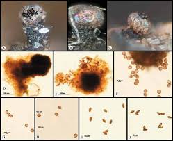 Attēlu rezultāti vaicājumam “Licea minima spores”