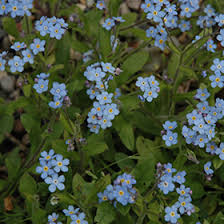 Image result for Myosotis sylvatica