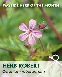 Attēlu rezultāti vaicājumam “Geranium robertianum”