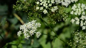 Attēlu rezultāti vaicājumam “Galium rivale”