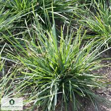 Attēlu rezultāti vaicājumam “Sesleria caerulea leaf”