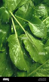 Attēlu rezultāti vaicājumam “Rumex acetosa fruit”