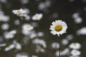Image result for Chrysanthemum leucanthemum
