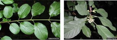 Attēlu rezultāti vaicājumam “Frangula alnus leaf”