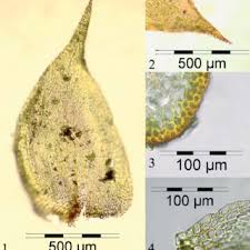 Attēlu rezultāti vaicājumam “Hygrohypnum luridum”