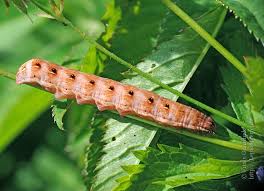 Attēlu rezultāti vaicājumam “Cerastis rubricosa”