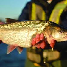 Image result for Ptychocheilus grandis