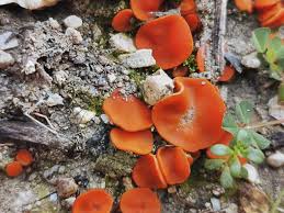 Attēlu rezultāti vaicājumam “Melastiza chateri”