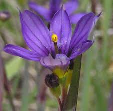 Attēlu rezultāti vaicājumam “Sisyrinchium montanum”