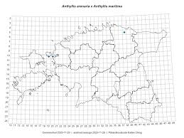 Attēlu rezultāti vaicājumam “Anthyllis arenaria”