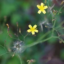 Attēlu rezultāti vaicājumam “Mycelis muralis flower”