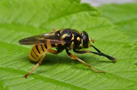 Attēlu rezultāti vaicājumam “Temnostoma vespiforme”