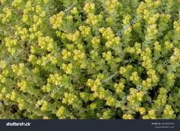 Attēlu rezultāti vaicājumam “Sedum acre leaf”