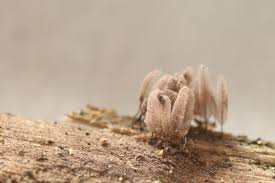 Attēlu rezultāti vaicājumam “Stemonitopsis subcaespitosa macro”