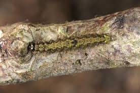 Attēlu rezultāti vaicājumam “Atolmis rubricollis”