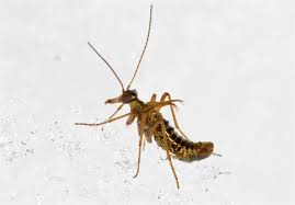 Attēlu rezultāti vaicājumam “Boreus”