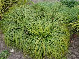Attēlu rezultāti vaicājumam “Carex caryophyllea leaf”
