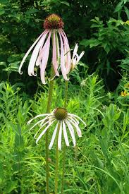 Image result for Echinacea pallida