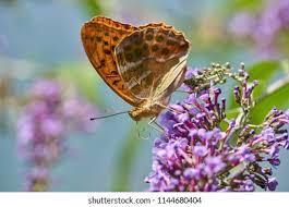 Attēlu rezultāti vaicājumam “Argynnis aglaja”