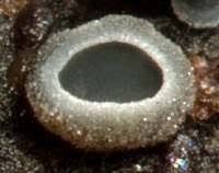 Attēlu rezultāti vaicājumam “Mollisia cinerea”