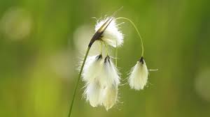 Attēlu rezultāti vaicājumam “Eriophorum latifolium flower”