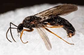 Attēlu rezultāti vaicājumam “Formicidae”