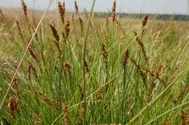 Attēlu rezultāti vaicājumam “Carex appropinquata”