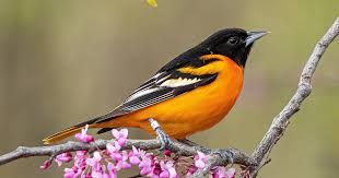 Image result for Bird