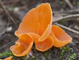 Attēlu rezultāti vaicājumam “Otidea bufonia”