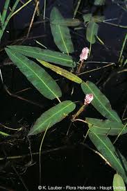 Attēlu rezultāti vaicājumam “Polygonum amphibium”
