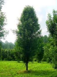 Attēlu rezultāti vaicājumam “Quercus robur Fastigiata leaf”