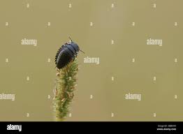 Attēlu rezultāti vaicājumam “Silpha obscura larva”