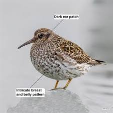 Attēlu rezultāti vaicājumam “Calidris maritima adult”