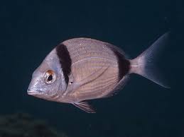 Image result for Diplodus vulgaris