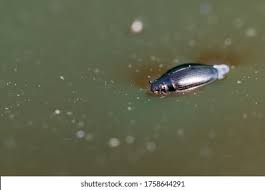 Attēlu rezultāti vaicājumam “Gyrinidae”