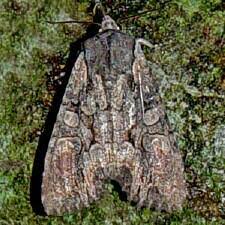 Attēlu rezultāti vaicājumam “Lacanobia contigua imago”