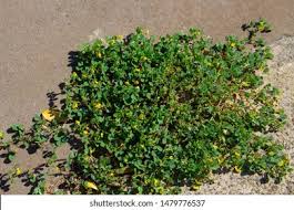 Attēlu rezultāti vaicājumam “Trifolium dubium flower”