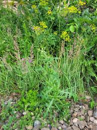 Attēlu rezultāti vaicājumam “Sonchus arvensis subsp. uliginosus flower”