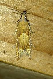 Attēlu rezultāti vaicājumam “Eucosma aspidiscana”