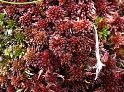 Attēlu rezultāti vaicājumam “Sphagnum platyphyllum”