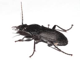 Attēlu rezultāti vaicājumam “Pterostichus niger”