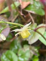 Attēlu rezultāti vaicājumam “Epimedium alpinum  flower”