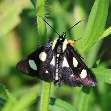 Attēlu rezultāti vaicājumam “Anania funebris”