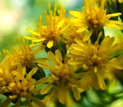 Attēlu rezultāti vaicājumam “Solidago virgaurea flower”