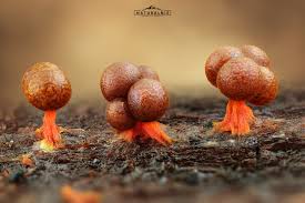 Attēlu rezultāti vaicājumam “Physarum psittacinum stalked”