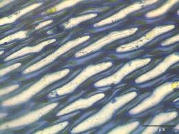 Attēlu rezultāti vaicājumam “Sphagnum flexuosum”